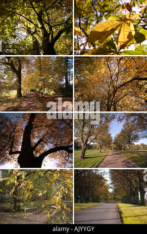 Une collection d'une haute résolution 3200 x 2400 pixels des images d'automne pour utiliser un montage collage de fond ou comme des images individuelles Banque D'Images
