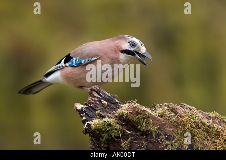 Jay Garrulus glandarius perché sur se connecter à Potton alerte Bedfordshire Banque D'Images
