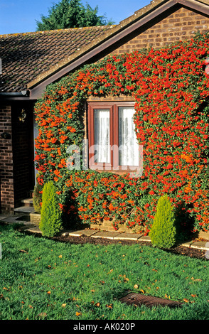 Un mélange de couleurs sur un mur revêtu de fleurs colorées dans Bromham Wiltshire England UK UE Banque D'Images