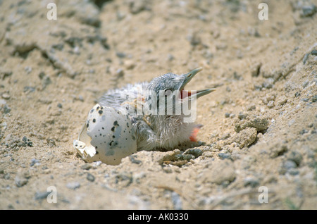 La sterne huppée moindre hatchling poussin sortant de l'oeuf Banque D'Images