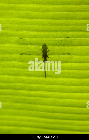 Libellule ombre sur la feuille de banane Banque D'Images