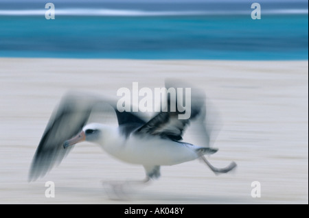 Albatros de Laysan (Diomedea immutabilis) l'atoll de Midway se îles hawaïennes Banque D'Images