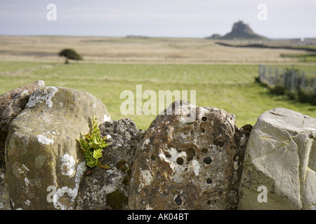 Royaume-Uni Angleterre Northumberland Heritage littoral, Holy Island, Lindisfarne, Berwick upon Tweed, Château de Lindisfarne, vue de Sandham Lane, mur de pierre, UK07100 Banque D'Images