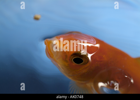 Goldfish ouvrant sa bouche pour attraper sa nourriture Banque D'Images