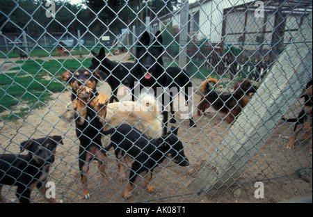 Refuge d'animaux / Eisenach / Maison animale Banque D'Images