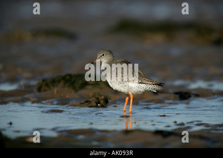 Chevalier arlequin Tringa totanus Norfolk UK Banque D'Images