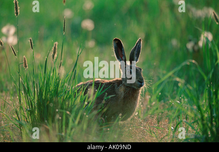 Lièvre européen / Brown Hare / Feldhase Banque D'Images