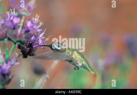 Anna's Hummingbird / Anna-Kolibri / Kolibri Banque D'Images