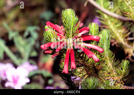 Close-up of Cape Heath/peuplier Heath/craintifs Heath/Rouge fleur craintifs Heath - Erica vestita-famille des Ericaceae Banque D'Images