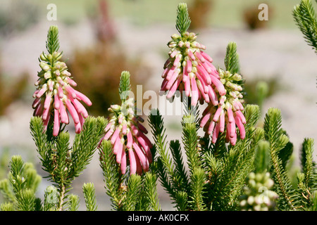 Cape Heath / Heather [sans nom commun] - Erica verticillata- Éteint à l'état sauvage- famille Ericaceae Banque D'Images