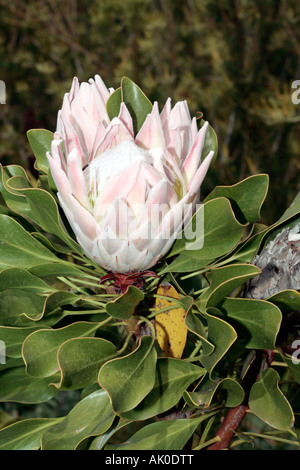 Groupe de Proteas King à diverses étapes de l'ouverture avec un petit insecte fleur - photo:Protea Banque D'Images