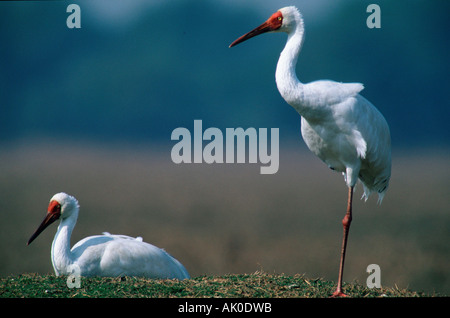 Great White Crane / Grue de Sibérie / Schneekranich Nonnenkranich / Banque D'Images