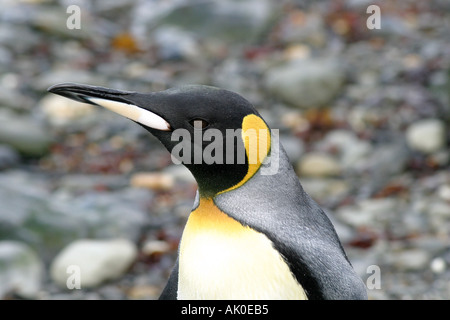 Hink pingouins nichent dans leurs milliers de St Andrews Bay,Géorgie du Sud,la plus grande colonie au monde Banque D'Images