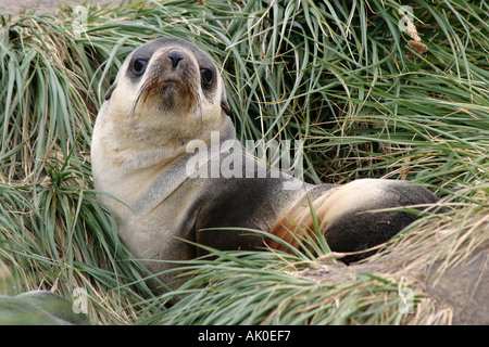 Peu séduisante jeune phoque à fourrure sur les îles Falkland Island carcasse fur seals Arctocephalus australis, l'Antarctique Banque D'Images