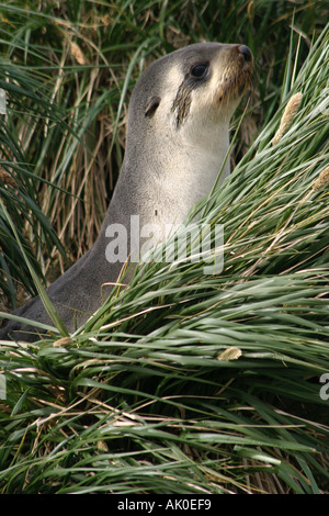 Peu séduisante jeune phoque à fourrure sur les îles Falkland Island carcasse fur seals Arctocephalus australis, l'Antarctique Banque D'Images