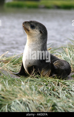 Peu séduisante jeune phoque à fourrure sur les îles Falkland Island carcasse fur seals Arctocephalus australis, l'Antarctique Banque D'Images