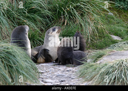 Peu attrayants les jeunes phoques à fourrure sur les îles Falkland Island carcasse fur seals Arctocephalus australis, l'Antarctique Banque D'Images