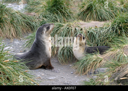 Peu attrayants les jeunes phoques à fourrure sur les îles Falkland Island carcasse fur seals Arctocephalus australis, l'Antarctique Banque D'Images