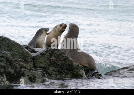 Peu attrayants les jeunes phoques à fourrure sur les îles Falkland Island carcasse fur seals Arctocephalus australis, l'Antarctique Banque D'Images