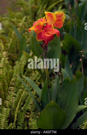Canna coloré lilly fleur dans les tons de rouge jaune Banque D'Images