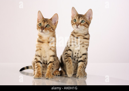 Bengal Cat - deux chatons - assis - cut out Banque D'Images