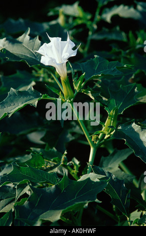 Thorn Apple / Stramoine / Weisser Stechapfel Banque D'Images