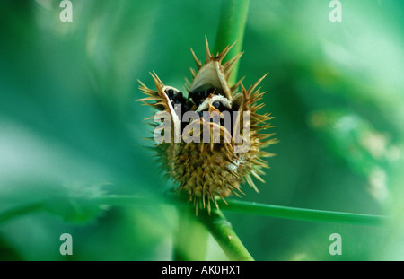 Thorn Apple / Stramoine / Weisser Stechapfel Banque D'Images