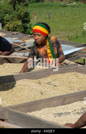 Une femme tourne le séchage des grains de café à Bulbuuloo Pulpery est juste à côté de la route principale au sud d'Agaro, Ethiopie Banque D'Images