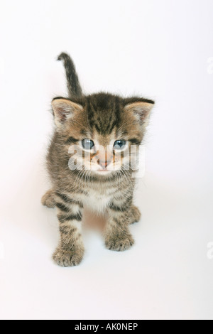 Chat domestique - chaton - découper frontale Banque D'Images