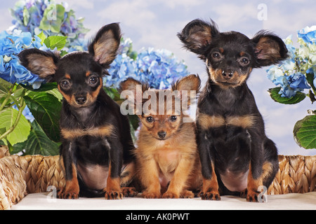 Jouet chien terrier russe - trois chiots chien sur canapé Banque D'Images