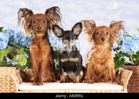 Trois chiens de Terrier Toy russe chien sur canapé Banque D'Images