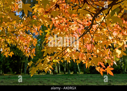 Les couleurs de l'automne d'or de l'Sytraciflua Festeri arbre Liquidambar. Banque D'Images