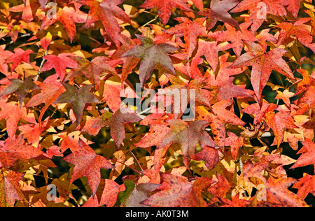 Red and Russet Autumn Leaves of the tree Liquidambar Styrasciflua Festeri Banque D'Images