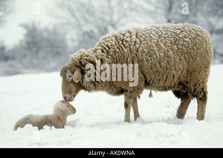 Les moutons domestiques / mouton mérinos / / Hausschaf Merinoschaf Banque D'Images