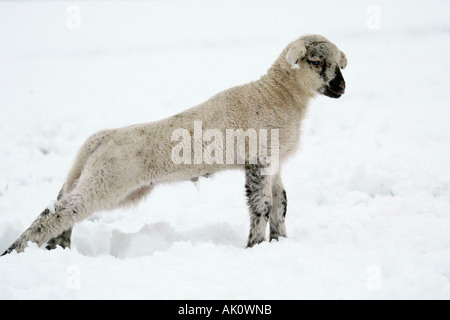 Les moutons domestiques / mouton mérinos / / Hausschaf Merinoschaf Banque D'Images
