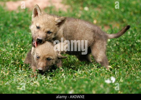 Wolf Banque D'Images