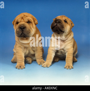 Shar-Pei chinois Banque D'Images