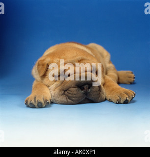 Shar-Pei chinois Banque D'Images