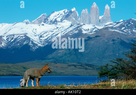 Zorro gris / Renard gris d'Argentine Banque D'Images