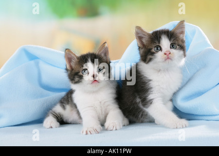 Chat domestique - deux chatons sur blanket Banque D'Images