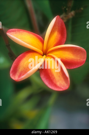 Plumeria flower en fleurs de Tahiti, Polynésie Française Banque D'Images
