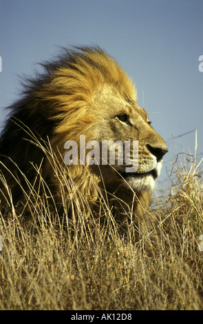 Homme lion portrait Banque D'Images