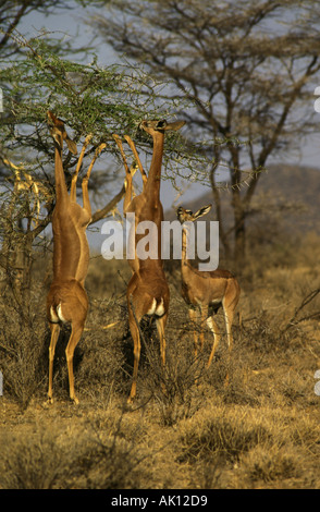 L'alimentation de l'antilope Gerenuk Banque D'Images