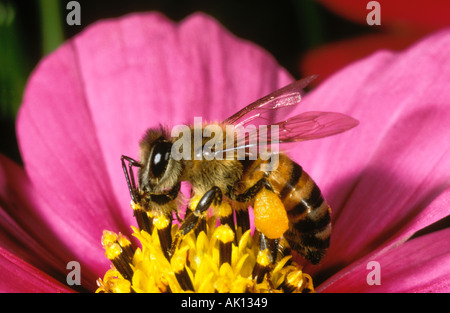 L'abeille africaine Apis mellifera adansonii en quête de pollen sur une fleur de cosmos Sud Banque D'Images