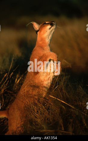 Felis caracal Caracal un petit chat d'éviction de l'Afrique de l'Inde Banque D'Images