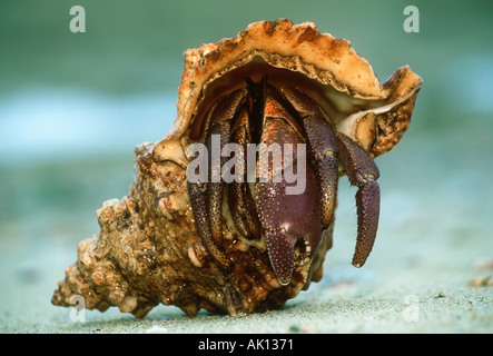 L'ermite Anomura Spp se protéger en utilisant des coquilles vides de mollusques Banque D'Images