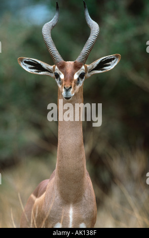 Gerenuk Litocranius walleri Réserve nationale de Samburu Portrait Kenya Afrique de l'Est Banque D'Images