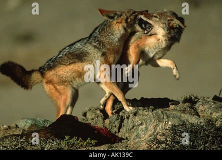 Chacal Canis mesomelas noir soutenu des combats au sud de la côte ouest de l'Afrique de l'Est de la Namibie Banque D'Images