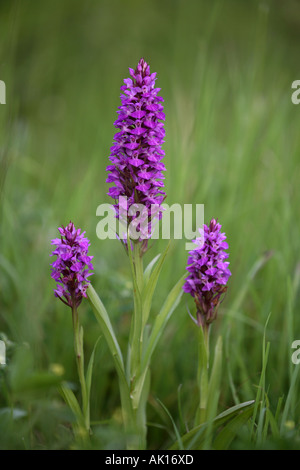 Orchidées Dactylorhiza praetermissa marécageuse du sud groupe dans un pré, Cornwall Banque D'Images