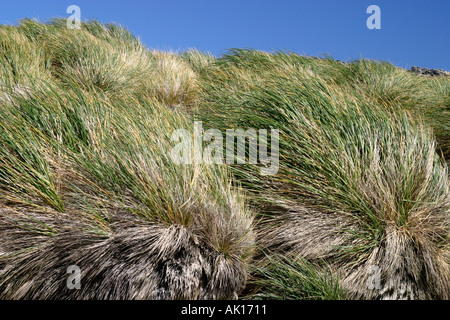 Tussock grass sur la plage des îles Falkland Island Carsass est idéal pour l'Megellanic et manchots pour se reproduire. Banque D'Images